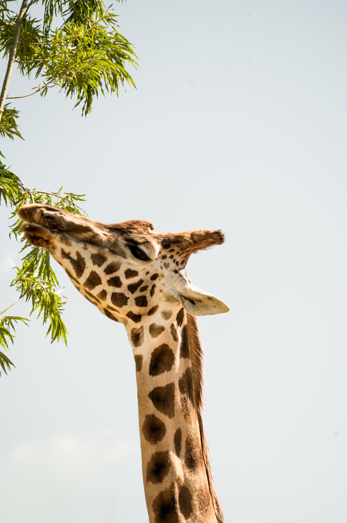 Institut La Girafée